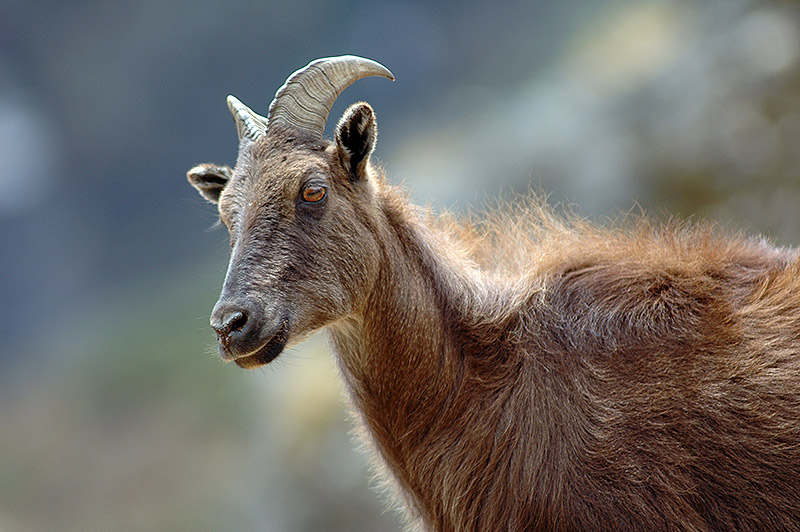 Himalayan Tahr