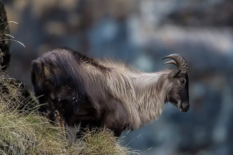 Himalayan Tahr
