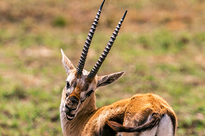 Thompson's Gazelle