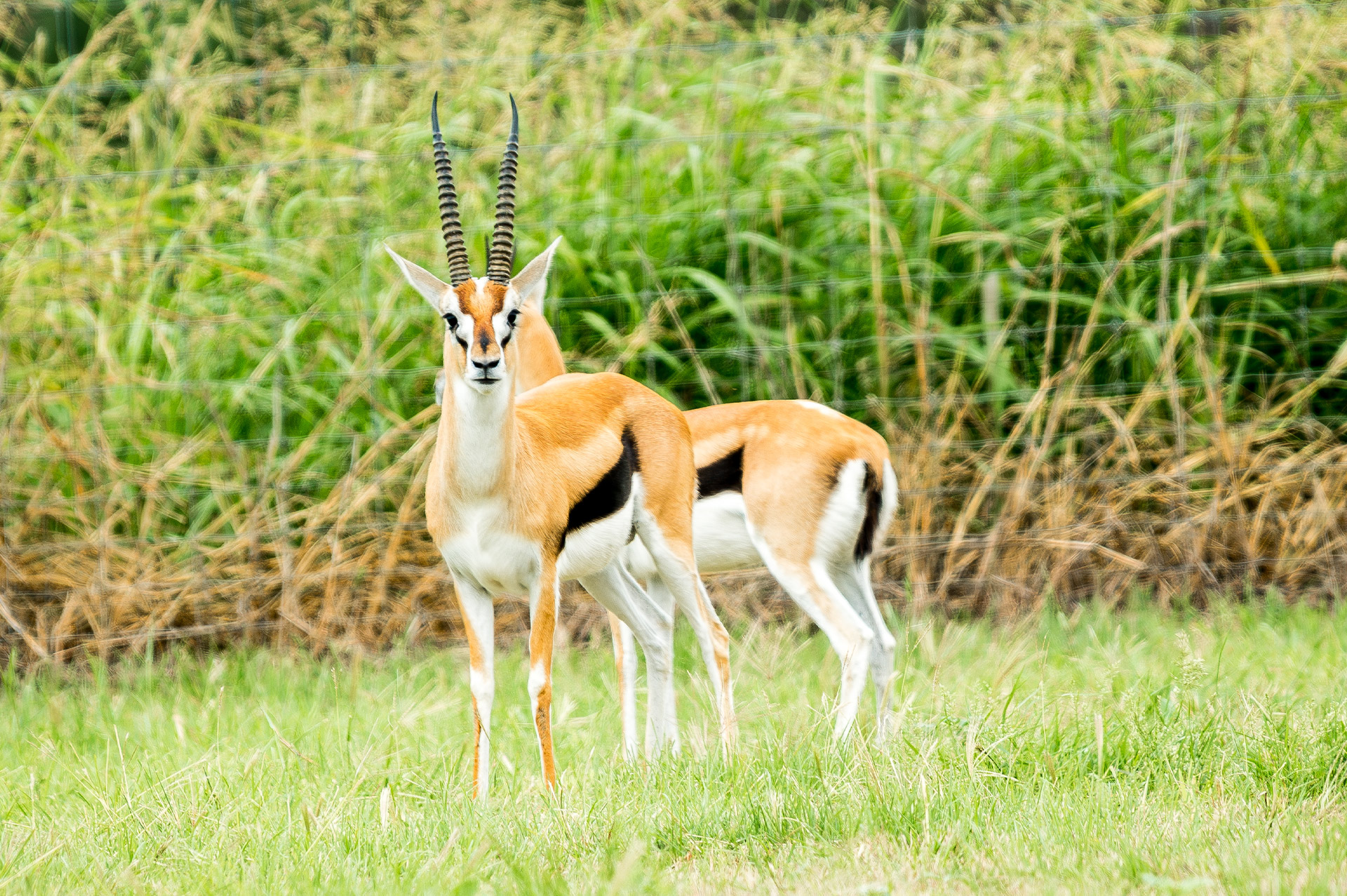 Thompson's Gazelle