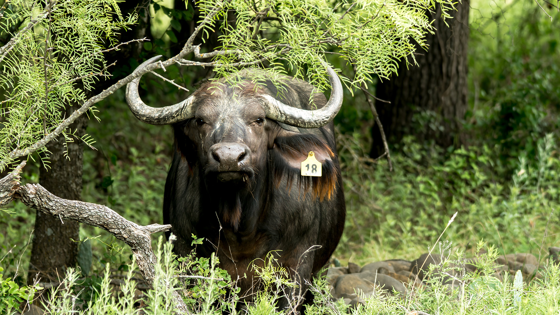 Cape Buffalo - Yellow 18