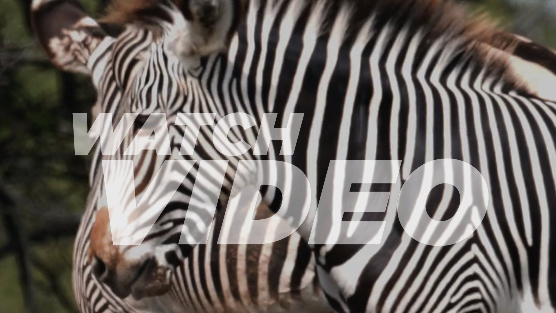 Grevy's Zebra