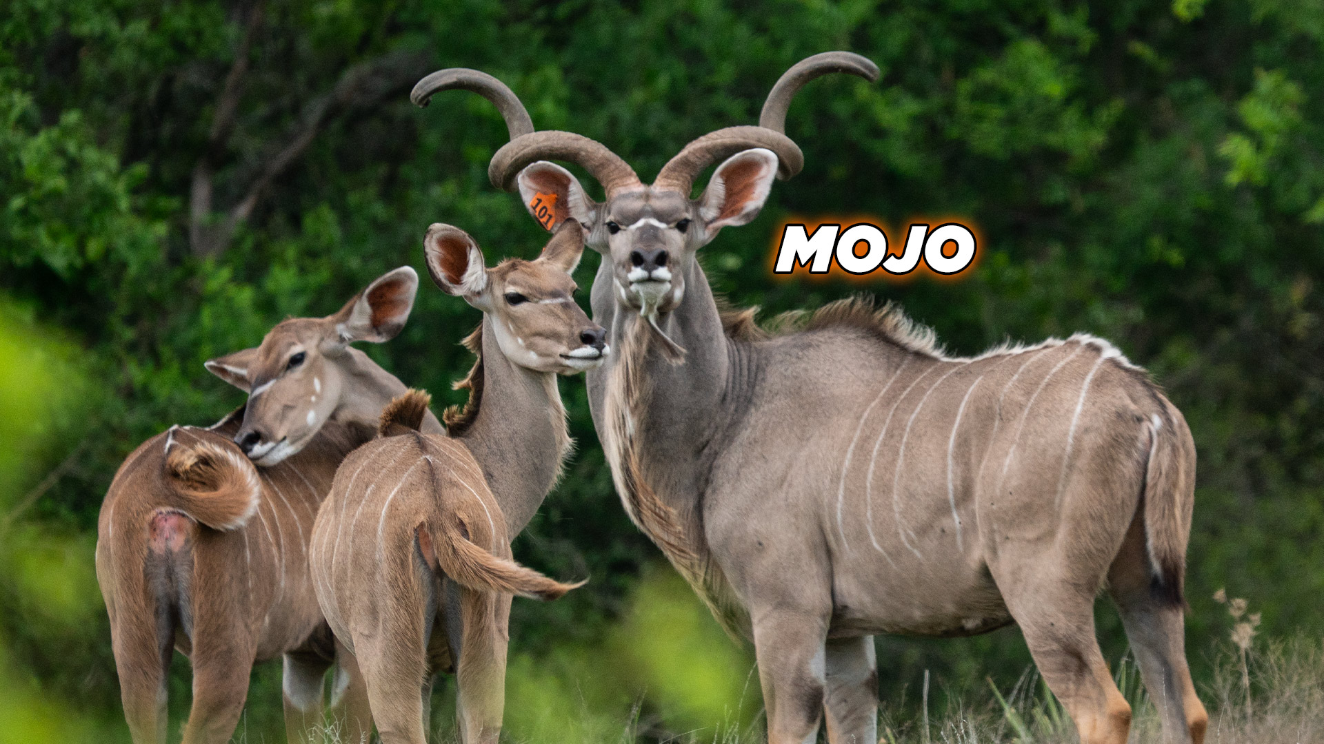 Kudu - Mojo