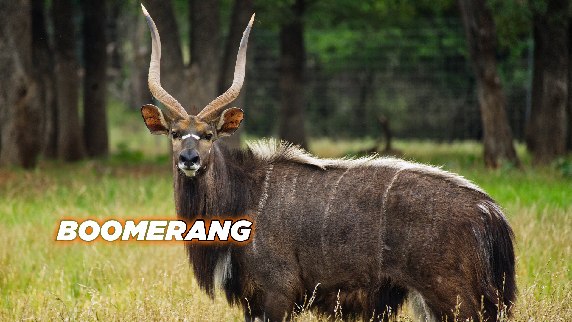 Nyala - Boomerang