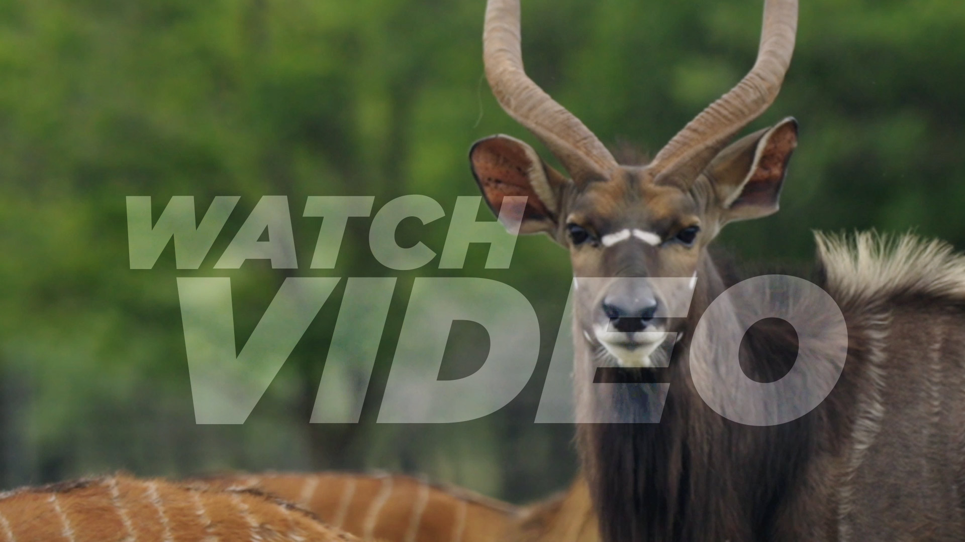 Nyala