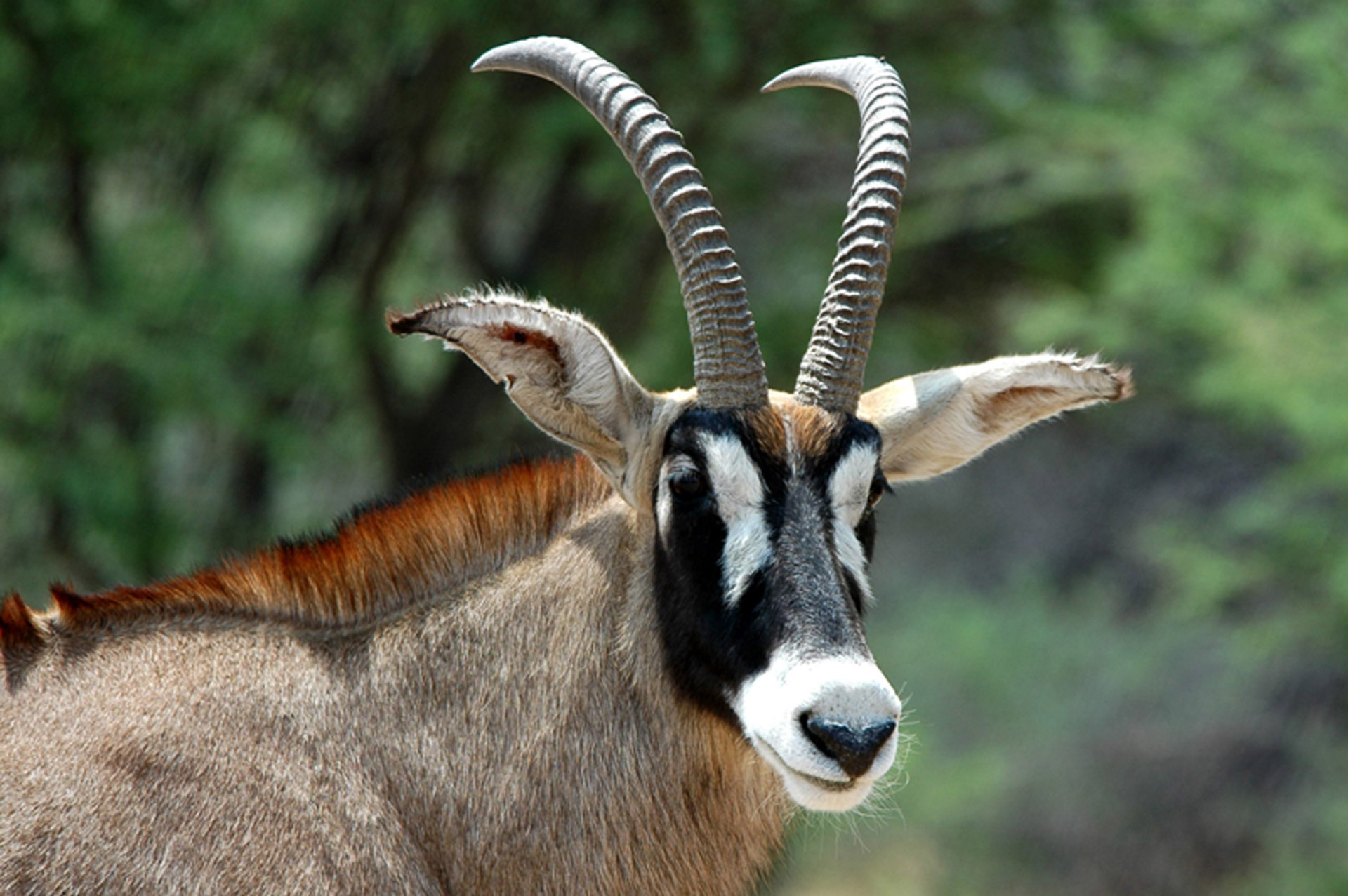 Roan Antelope
