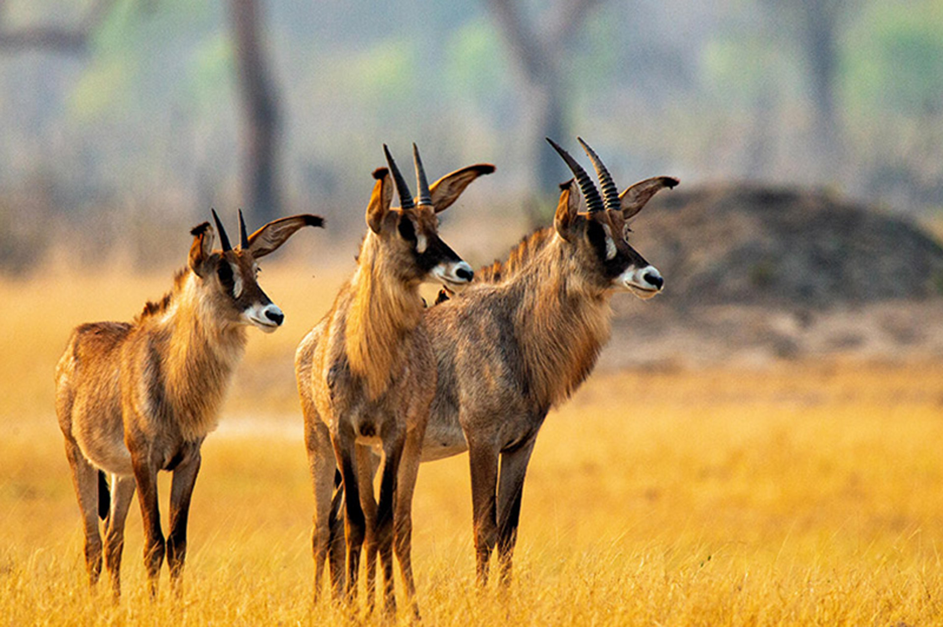 Roan Antelope