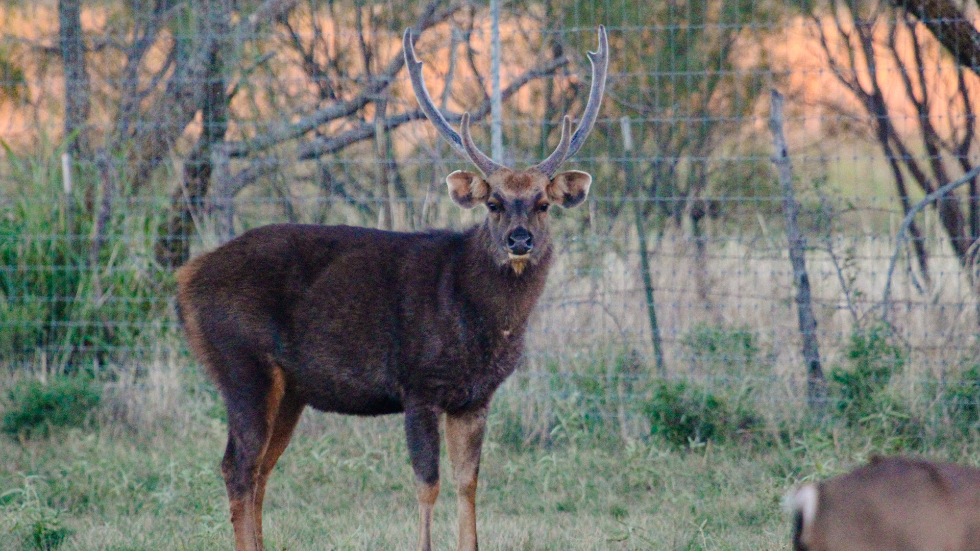 Sambar