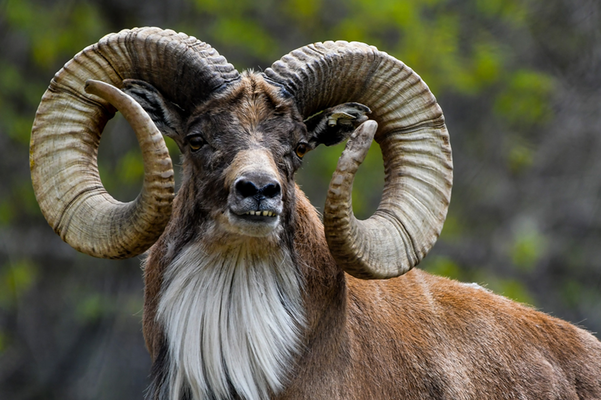 Transcaspian Urial