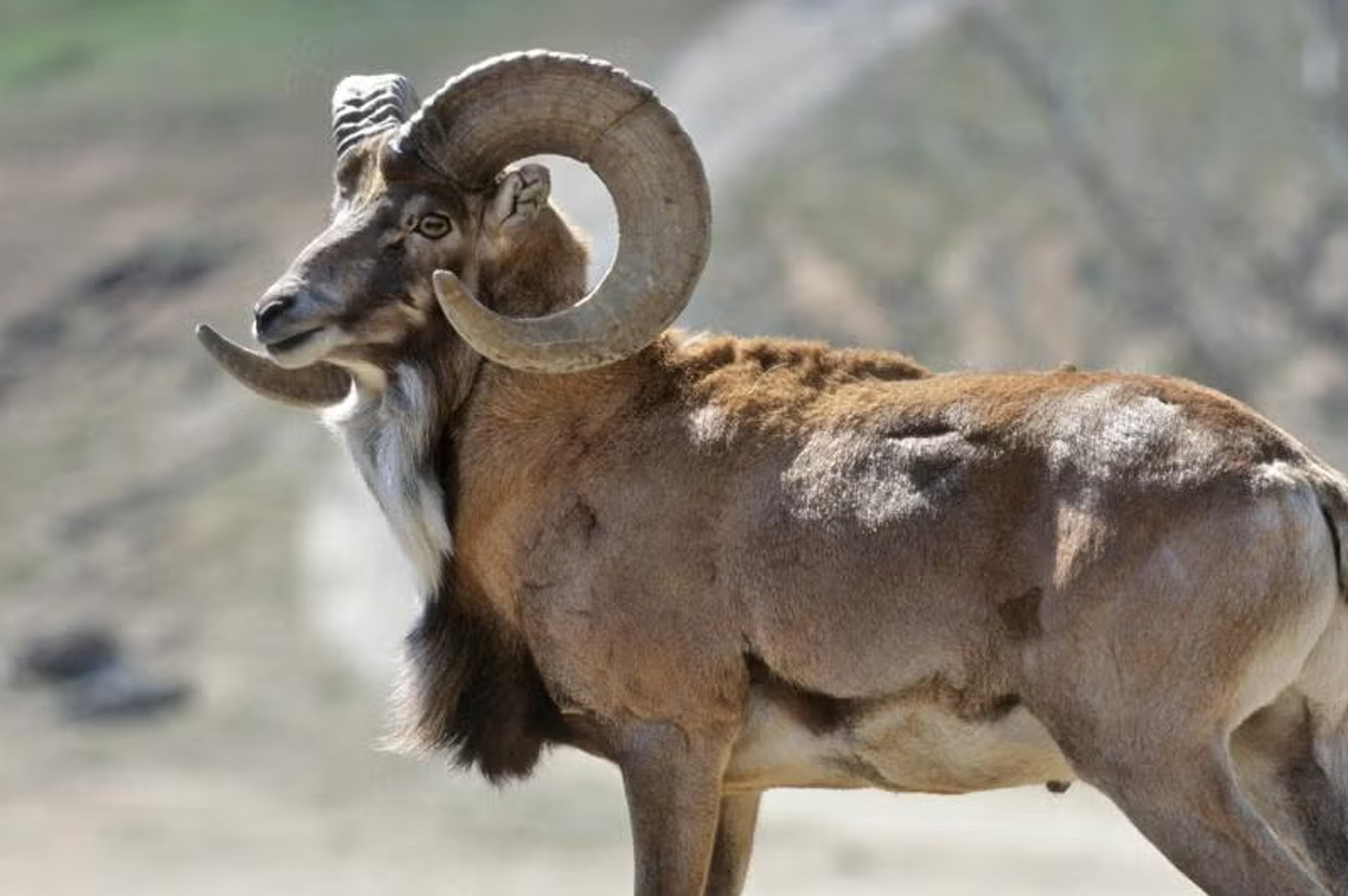 Transcaspian Urial