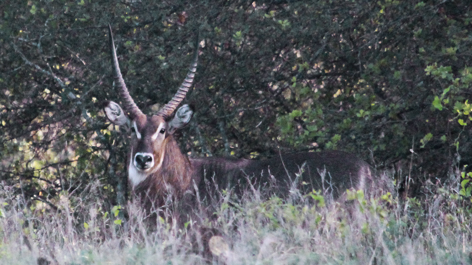 Waterbuck